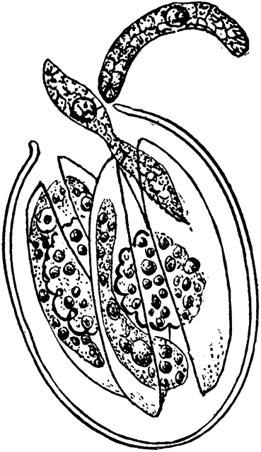 Black-and-white scientific illustration of a parasitic worm life cycle, showing eggs and larval stages within a host structure.