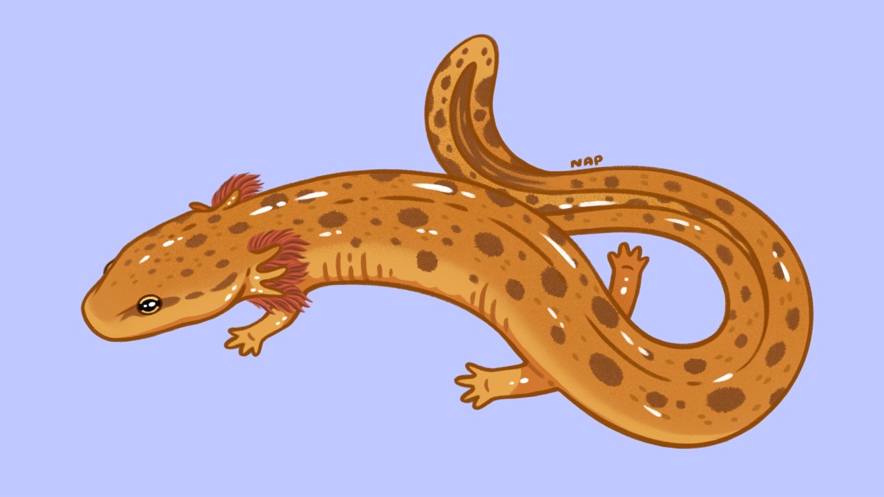 Illustrated orange spotted salamander with red feathery gills, coiled posture on light blue background.