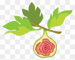 Illustration of a halved fig fruit hanging from a branch with green leaves, showing pink-red seedy interior.