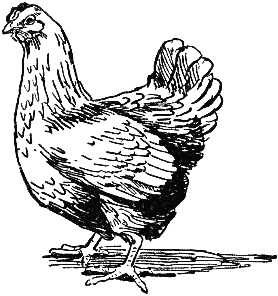 Vintage Illustration of a Hen - Free Public Domain Clipart