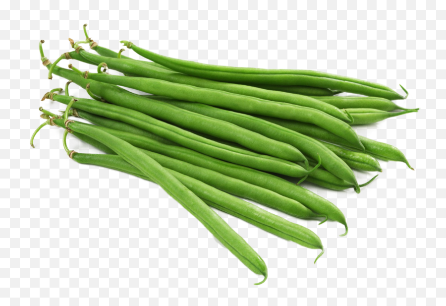 Unique style illustration of bunch of long beans, string beans - Clip ...