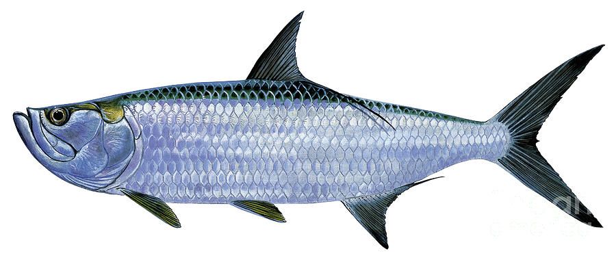 Illustration of a tarpon fish (Megalops atlanticus) with silvery scales, large eye, and prominent dorsal and caudal fins.