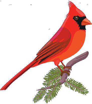 funny cardinals - Clip Art Library