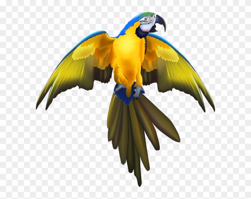 Vibrant blue-and-yellow macaw in flight with wings spread wide against transparent background.
