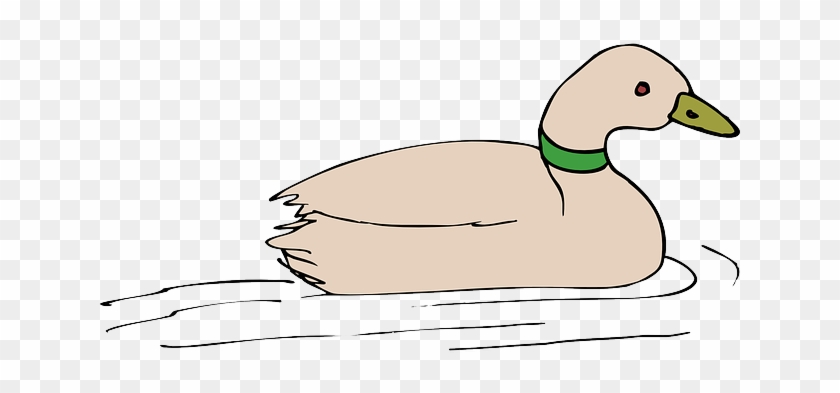 A cartoon-style beige duck with a green collar swimming in water, illustrated on transparent background.