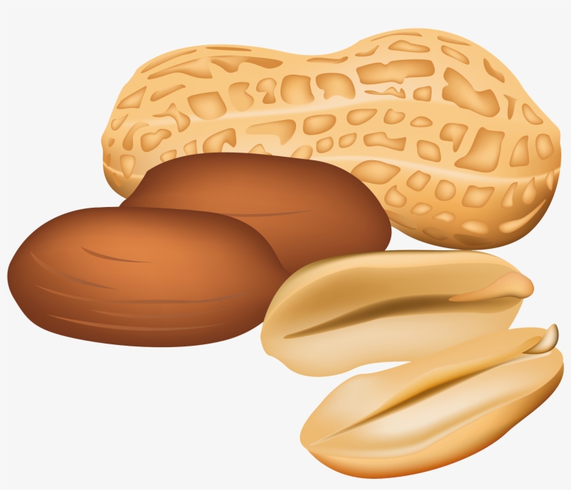 Nut Clipart Images Free Download PNG Transparent Background Clip 