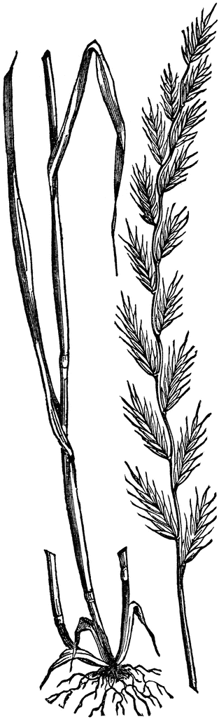 Botanical Illustration of Grass Species - Root to Inflorescence Anatomy