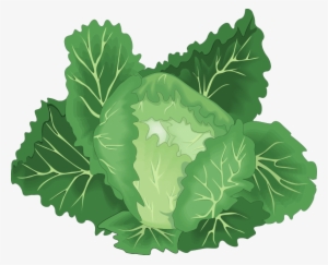 Fresh green cabbage with crisp outer leaves and pale inner core, illustrated in vibrant detail.