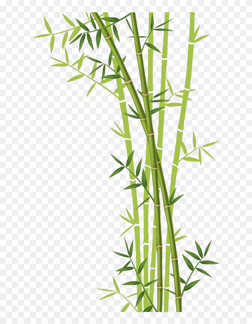 Vibrant green bamboo stalks with slender leaves on transparent background, ideal for nature-themed designs.
