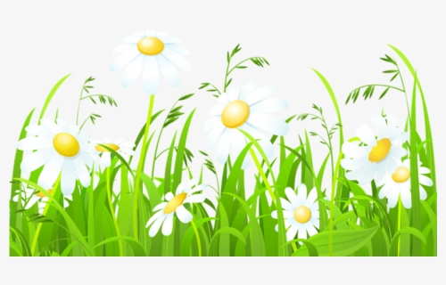 Spring Daisies in Green Grass - Free Vector Illustration