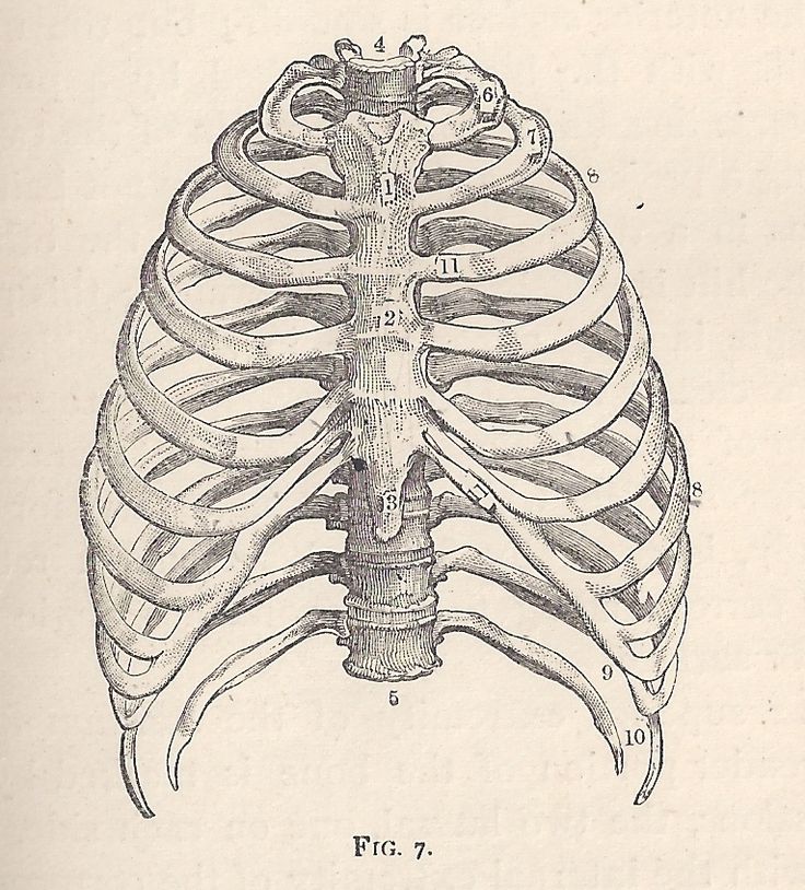Anatomical illustration of the human rib cage and sternum with numbered labels, vintage medical diagram style.