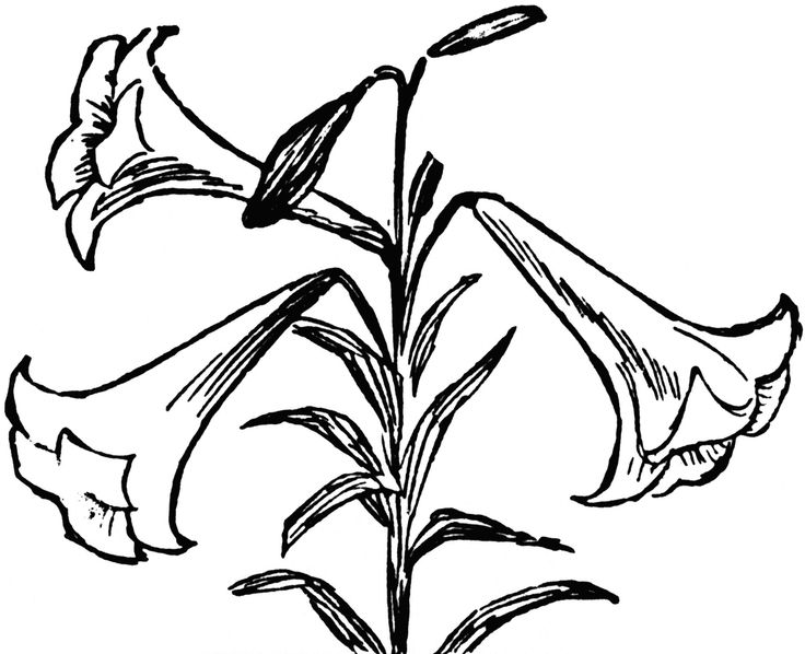 Lily Flower Line Drawing - Botanical Illustration for Coloring & Design