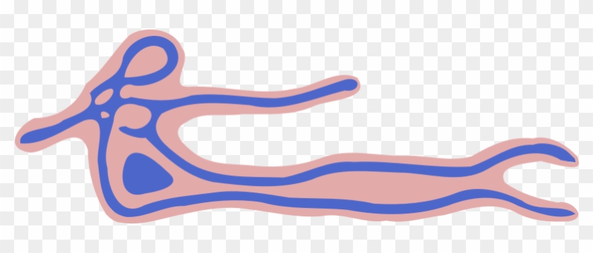 Stylized anatomical illustration showing a human figure with blue vascular or neural pathways over pink tissue layers.