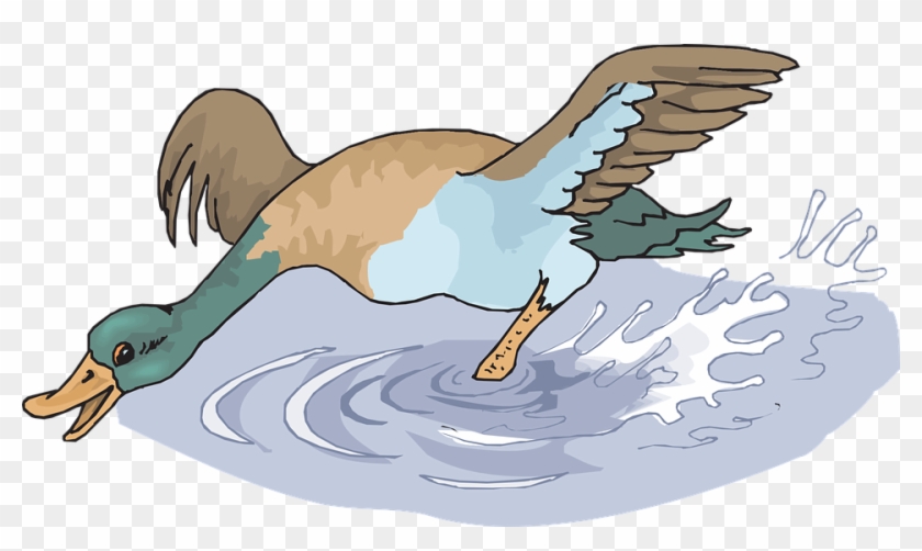 A colorful mallard duck landing on water with wings spread and splashes around its feet.