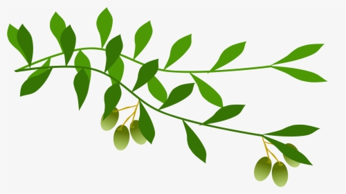 A stylized green olive branch with leaves and small unripe olives on a white background.