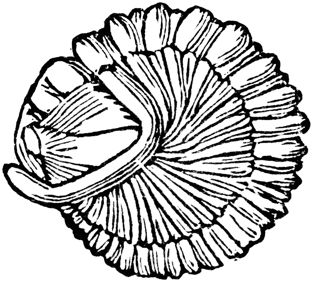 Black-and-white line drawing of a fossilized ammonite shell with intricate spiral ridges and chambered structure.