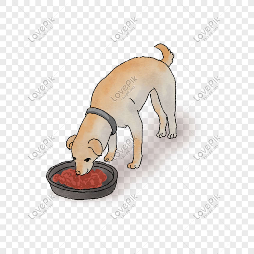 Dog Eating Wet Food - Pet Nutrition & Feeding Guide