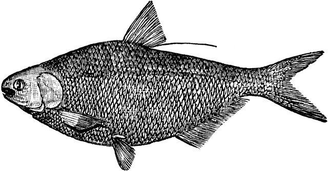 Black-and-white line drawing of a freshwater fish with detailed scales, prominent eye, and forked tail fin.