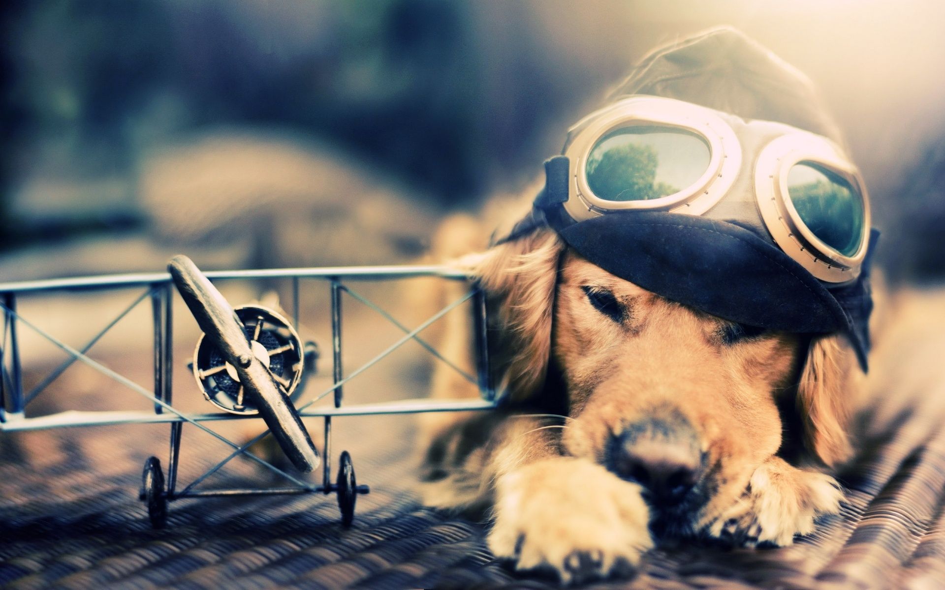 Adorable Aviator Dog with Vintage Goggles and Toy Airplane