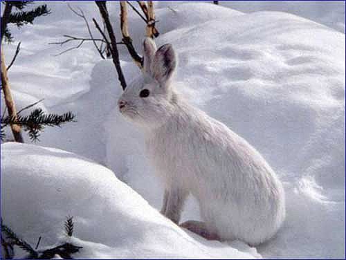 snowshoe hares - Clip Art Library