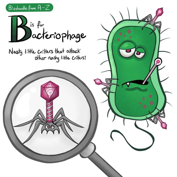 Cartoon illustration of a bacteriophage attacking a green bacterium, with magnified view showing phage structure.
