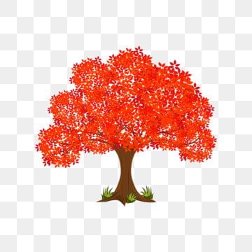 Vibrant red autumn tree with full canopy and green grass at base, on transparent background.