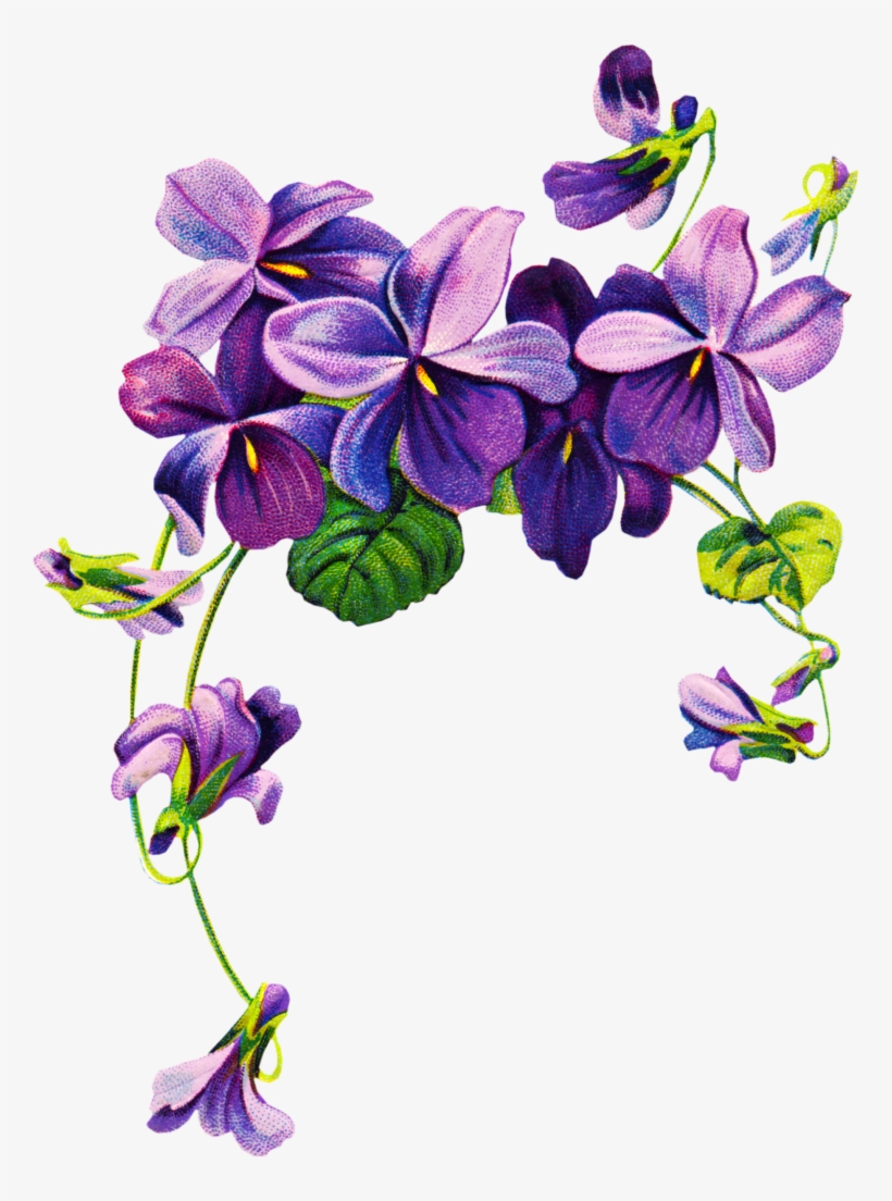 Purple Violet Floral Illustration - Vintage Botanical Art for Design
