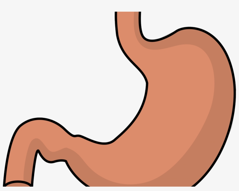 Illustration of a human stomach showing its J-shaped anatomy and connection to esophagus and duodenum.