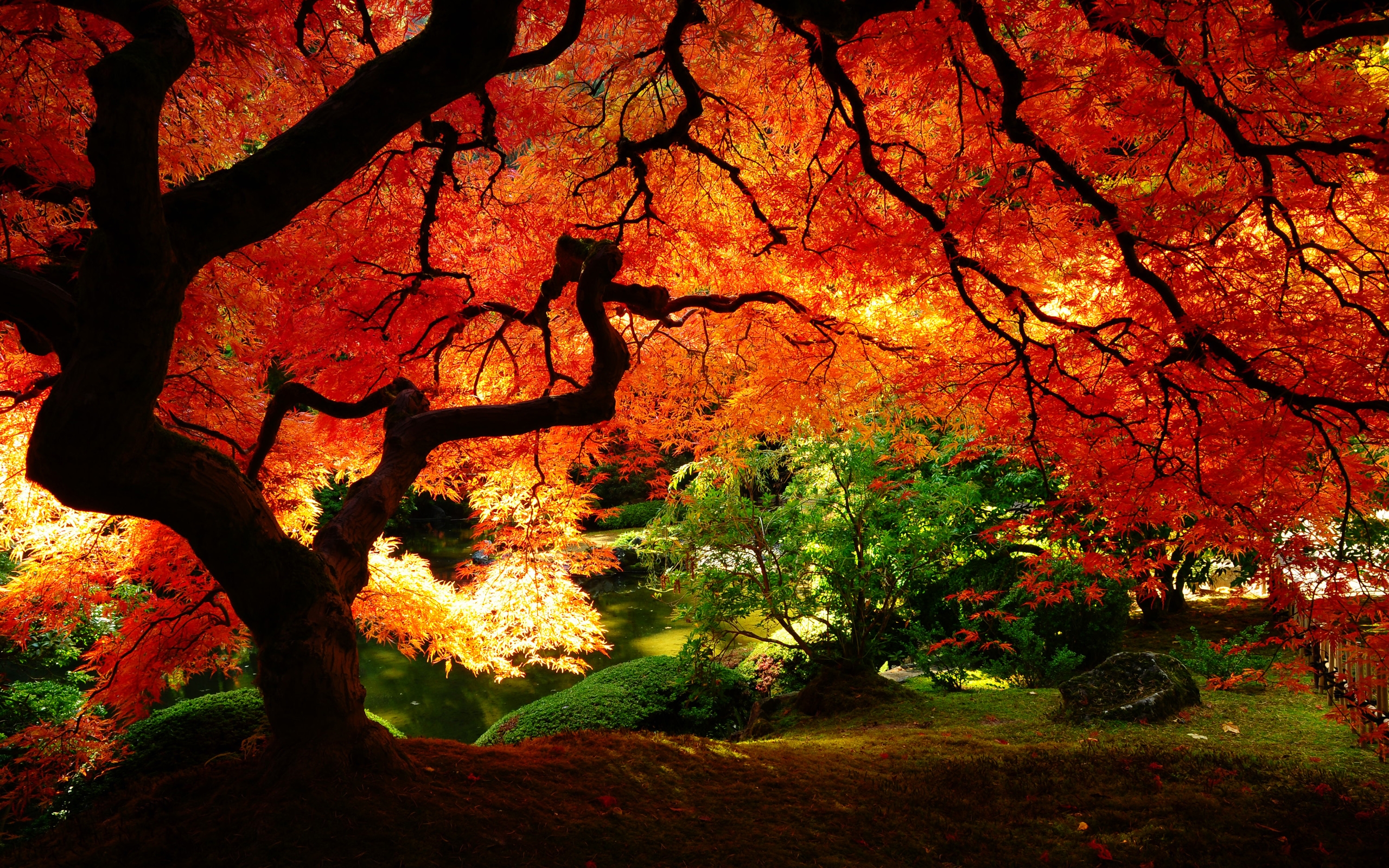 Autumn Japanese Maple in Serene Zen Garden | Stunning Fall Foliage Photography