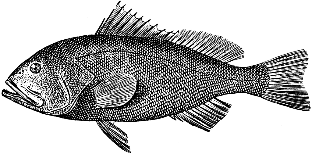 Black-and-white engraved illustration of a grouper fish with detailed scales, fins, and open mouth.