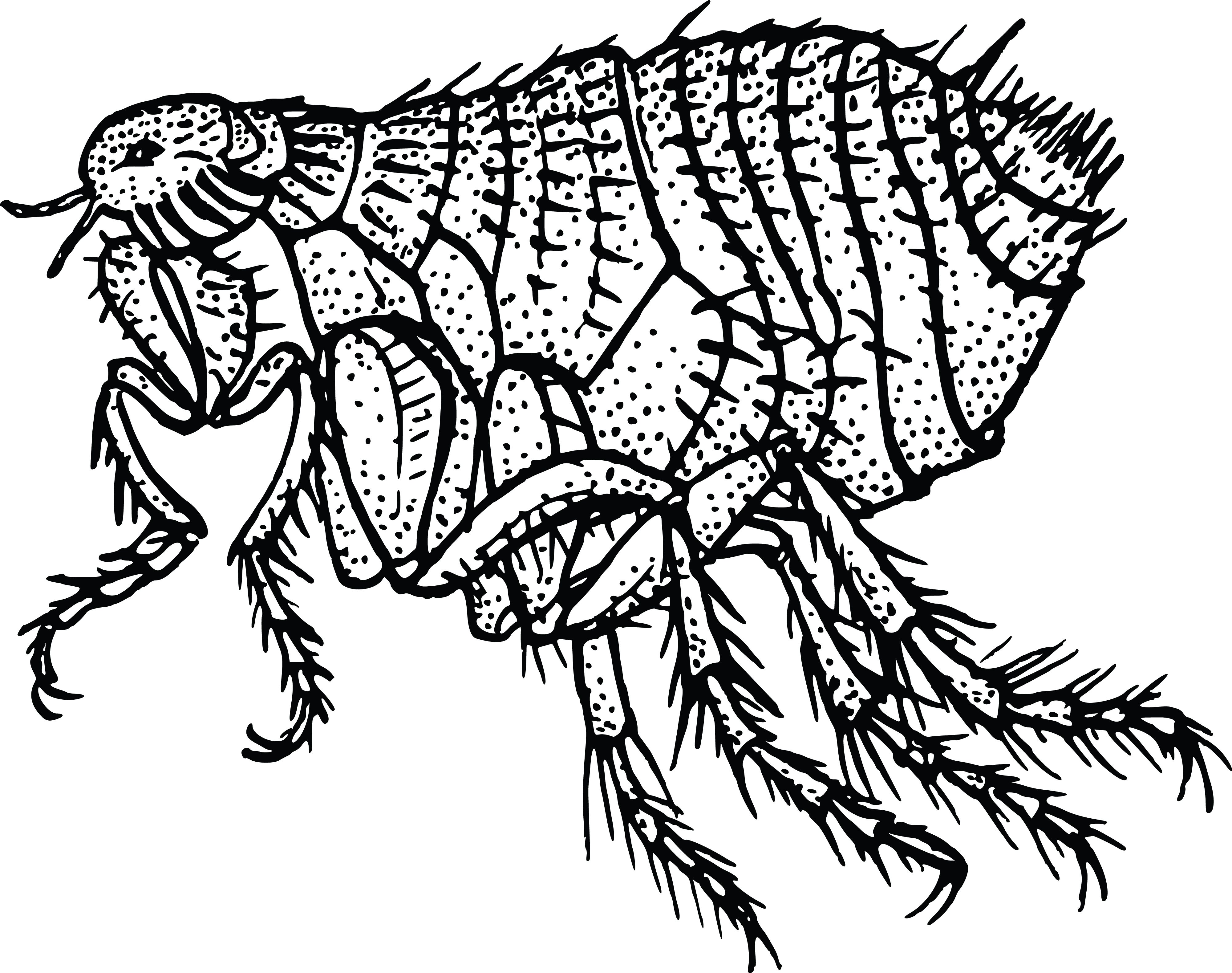 Black-and-white line art illustration of a detailed, spiny insect with segmented body, multiple legs, and textured exoskeleton.