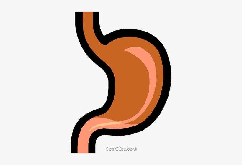 Illustration of a human stomach with esophagus and duodenum, showing internal lining and anatomical shape.