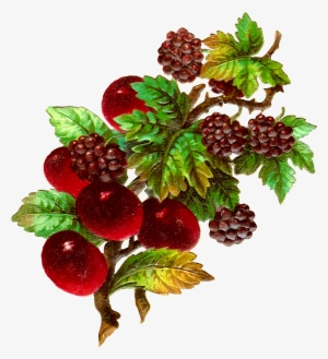 Cherries and Blackberries Botanical Illustration | Fruit Art & Design