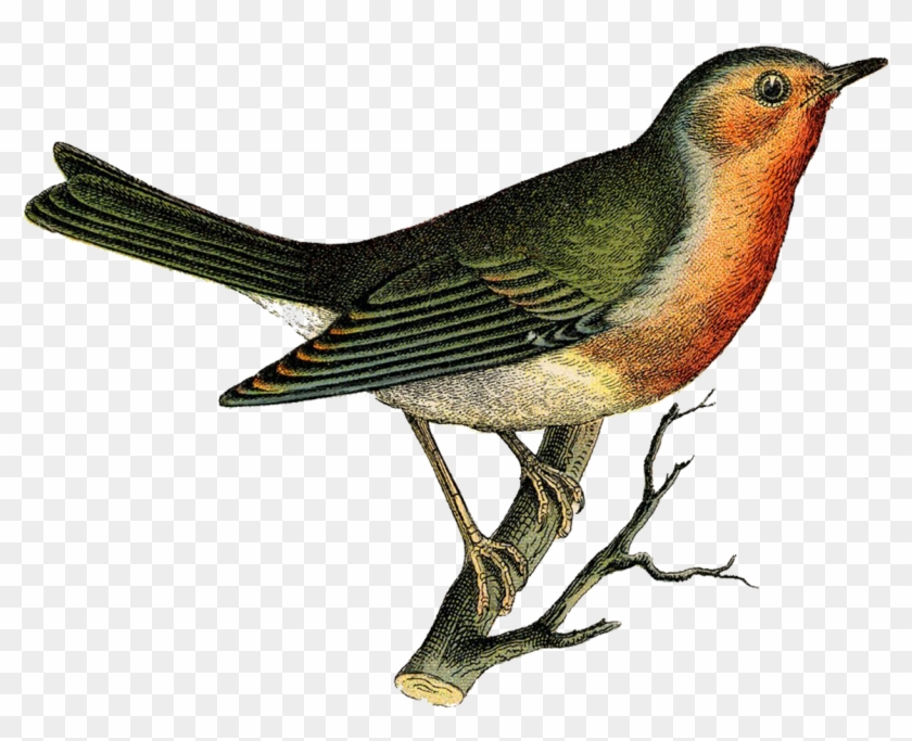 Vintage illustration of a European robin perched on a branch, showcasing its orange breast and olive-green back.