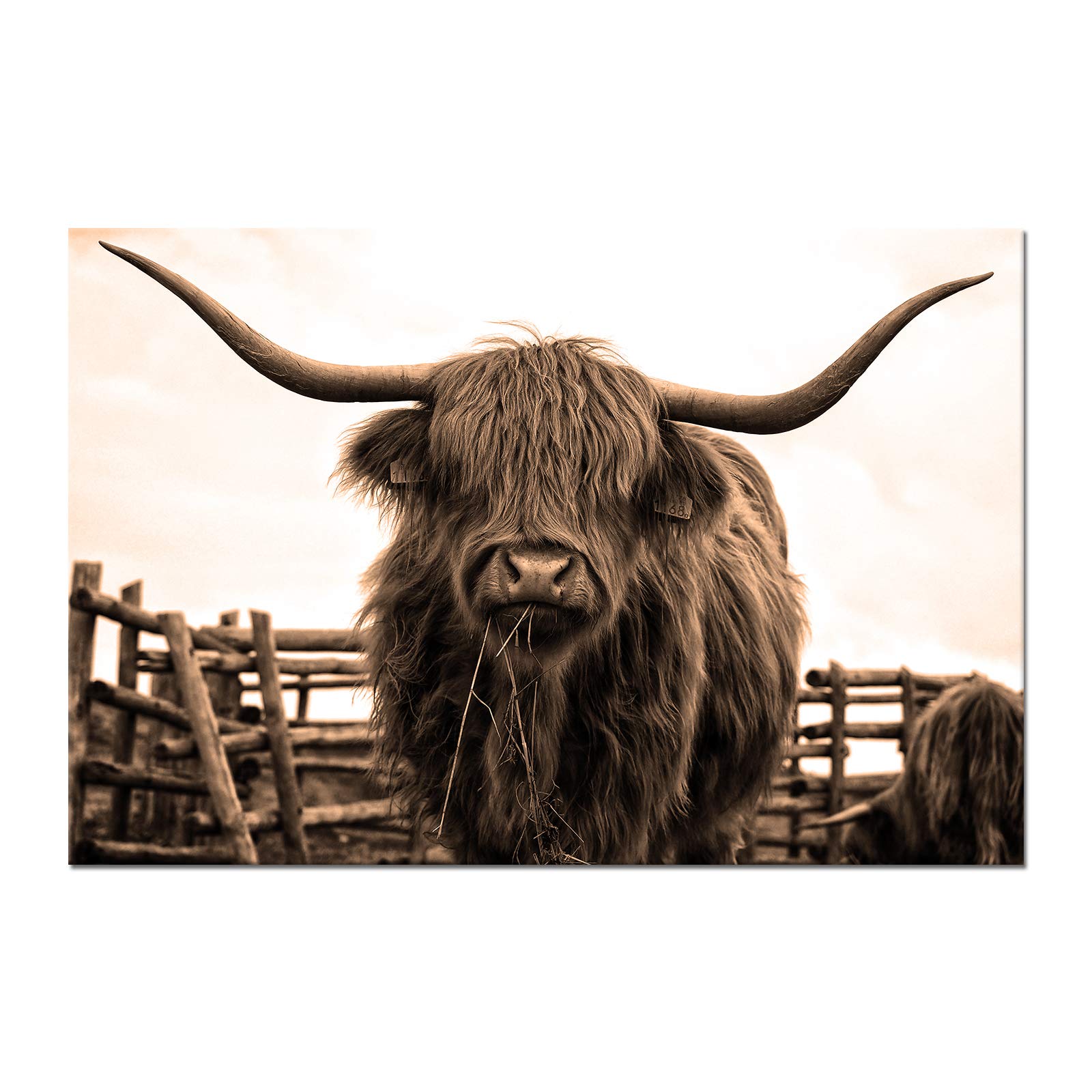 Highland cow with long horns and shaggy fur chewing hay, sepia-toned photo near wooden fence.