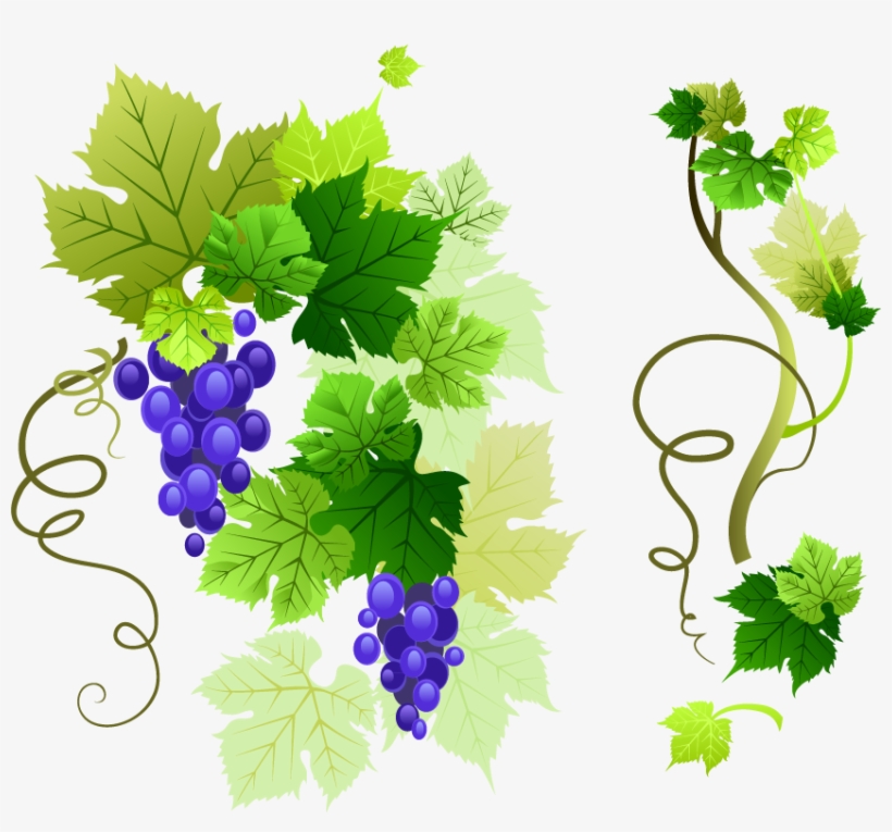 Common Grape Vine Wine Grape leaves , Grapes transparent - Clip Art Library
