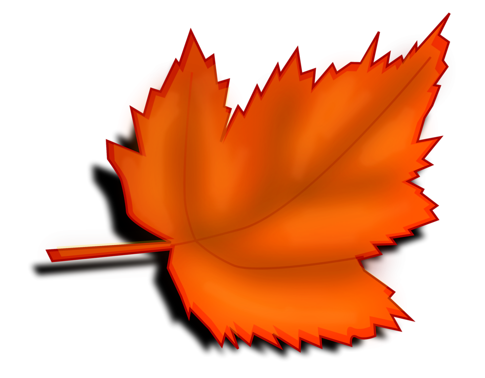 Vibrant orange autumn maple leaf with serrated edges and visible veins, isolated on black background.