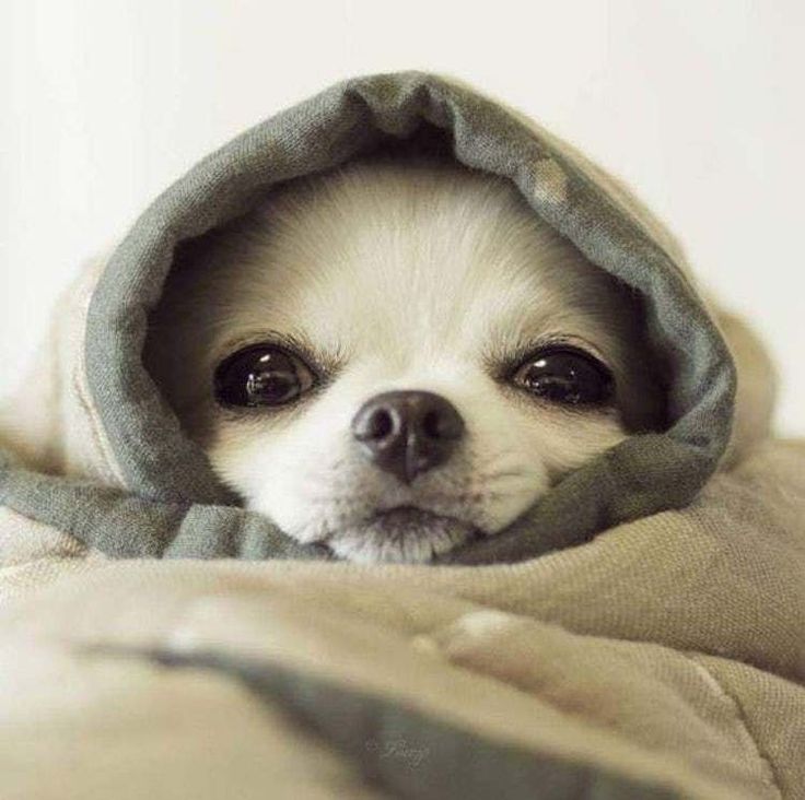 Tiny white chihuahua peeking out from under a cozy gray hooded blanket, big dark eyes gazing forward.