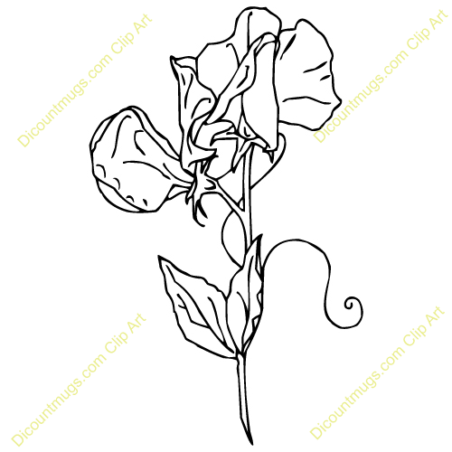 Sweet Pea Clip Art Openclipart Image, PNG, 670x972px, Sweet Pea - Clip ...