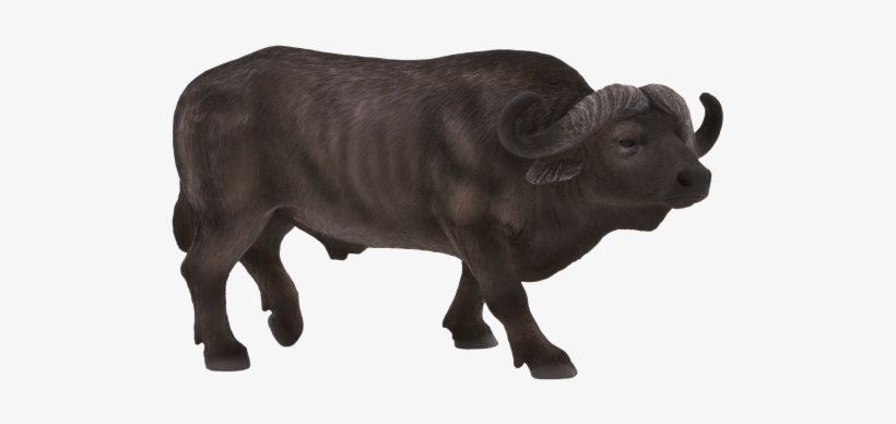 African buffalo standing in profile, dark coat, large curved horns, muscular build.