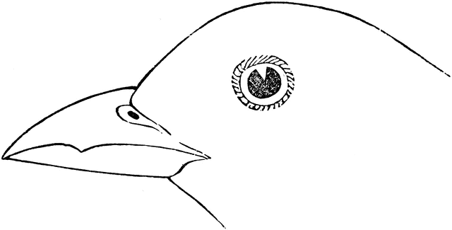 Line drawing of a bird’s head in profile, featuring a pointed beak and detailed eye with concentric rings.