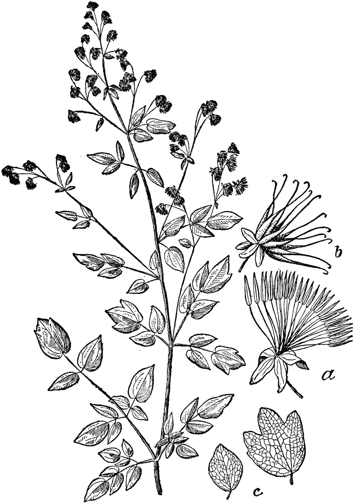 Thalictrum Species Botanical Illustration - Plant Anatomy and Floral Details