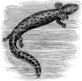 Vintage woodcut illustration of a spotted salamander with feathery gills and elongated body, swimming in water.