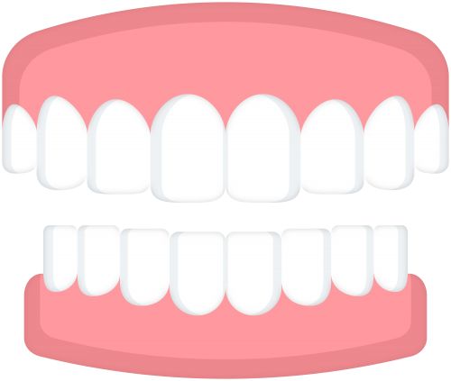 Illustration of a healthy human upper and lower teeth set with pink gums, showing perfect alignment and whiteness.