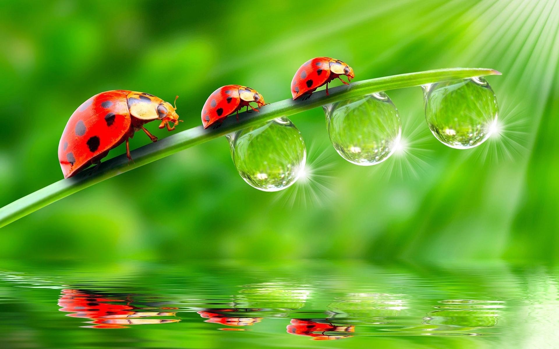 Three red ladybugs with black spots crawl along a dew-covered green leaf above water, with sparkling droplets and reflections.