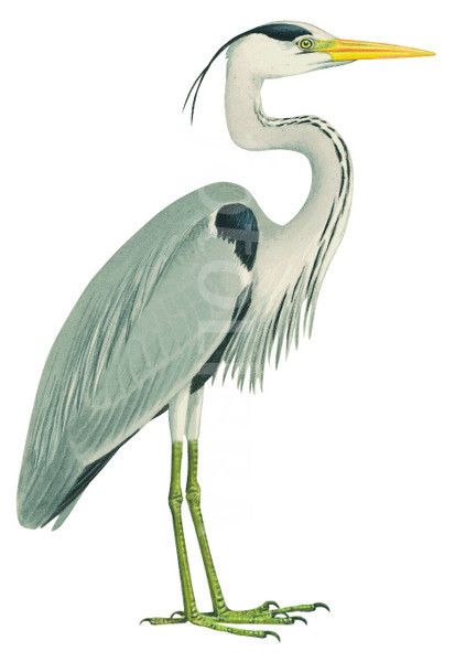 Gray Heron Illustration - Elegant Wading Bird Species Guide