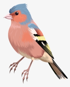 Illustration of a male chaffinch with blue cap, orange breast, and patterned wings perched on a white background.
