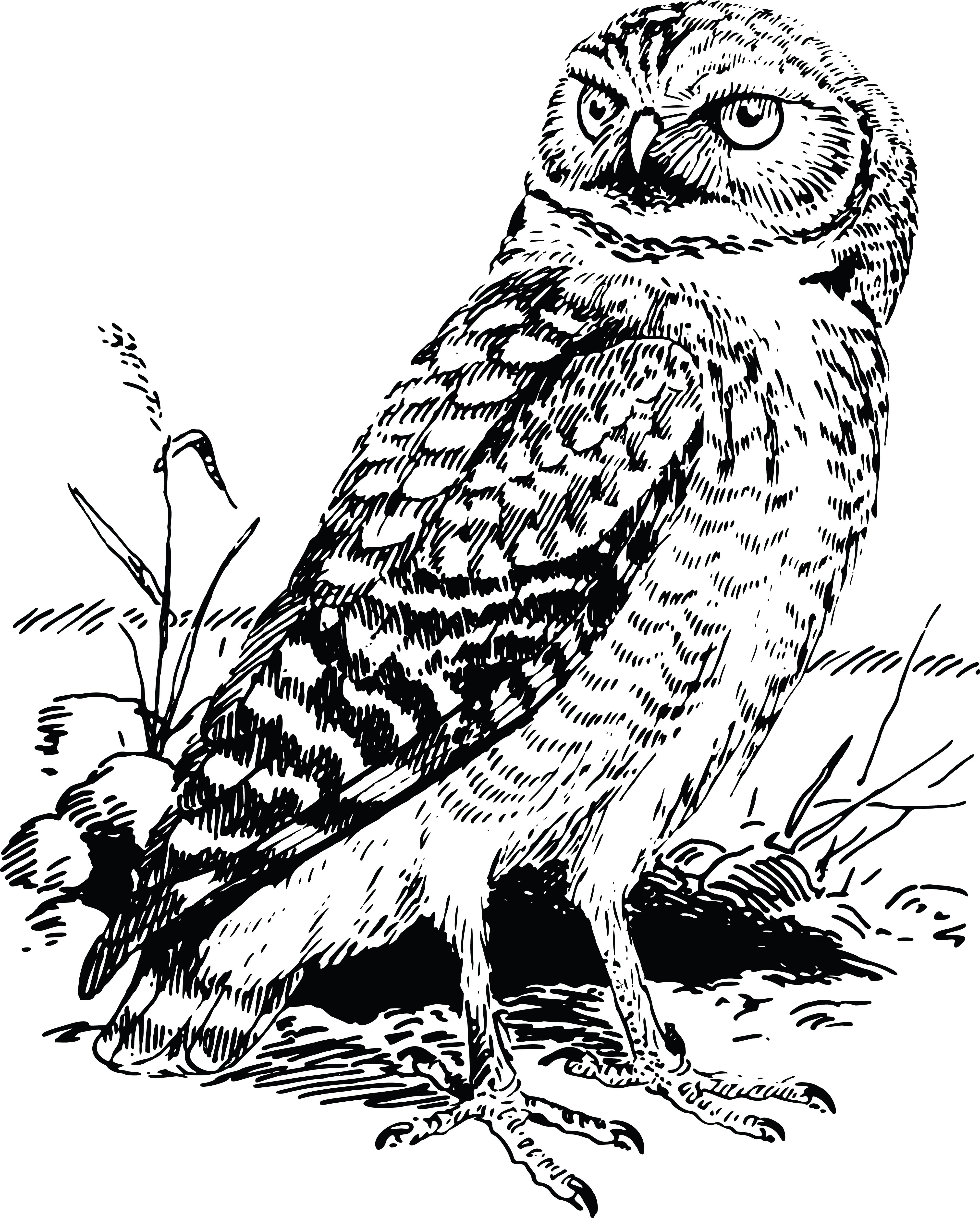 Black-and-white line drawing of a perched owl with detailed feather texture and intense gaze, surrounded by grass and rocks.
