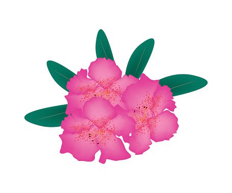 Vibrant pink rhododendron flowers with speckled centers and glossy green leaves on white background.
