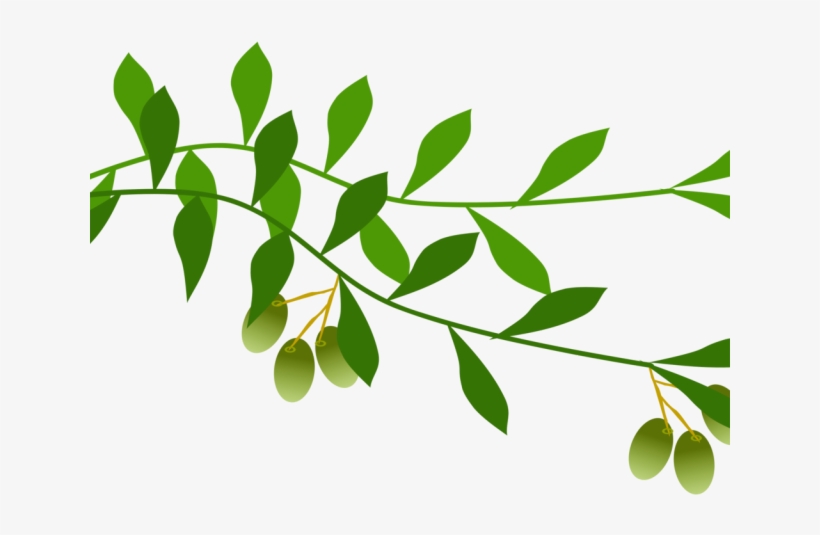 Olive Branch Illustration - Symbol of Peace and Harvest